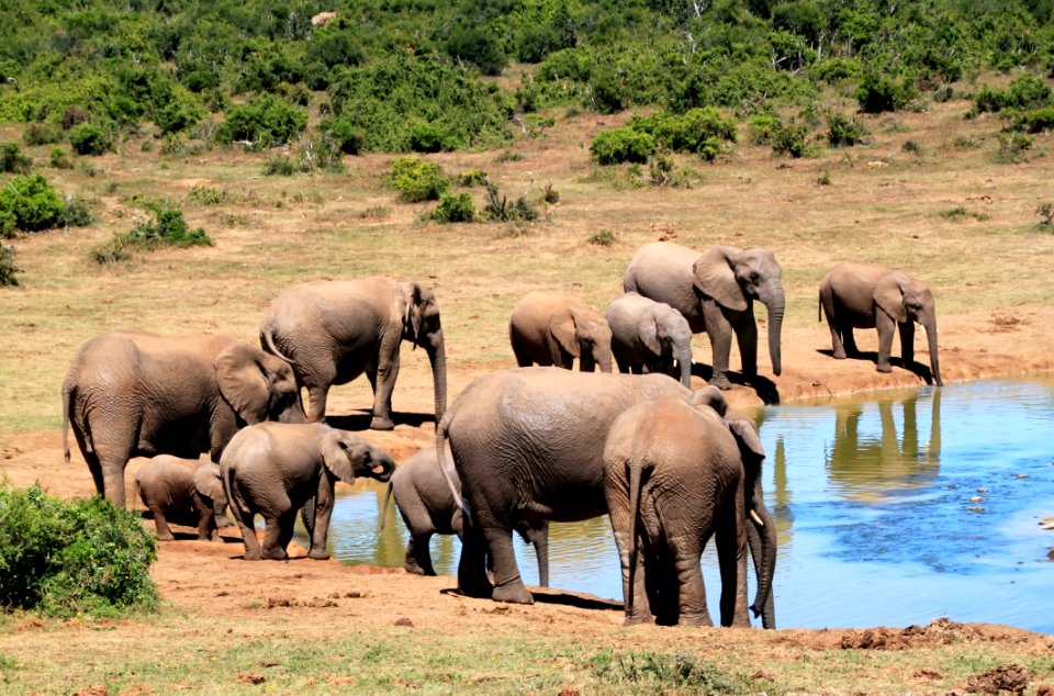 Elephant Elephants And Mammoths Wildlife Terrestrial Animal