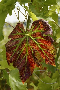 Autumn colorful leaf