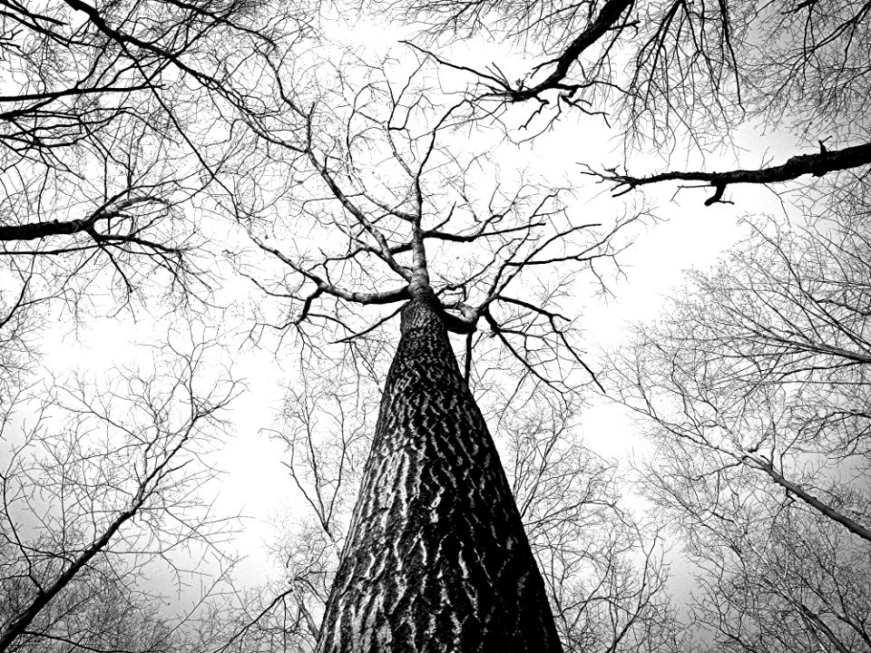 Tree Branch Black And White Woody Plant