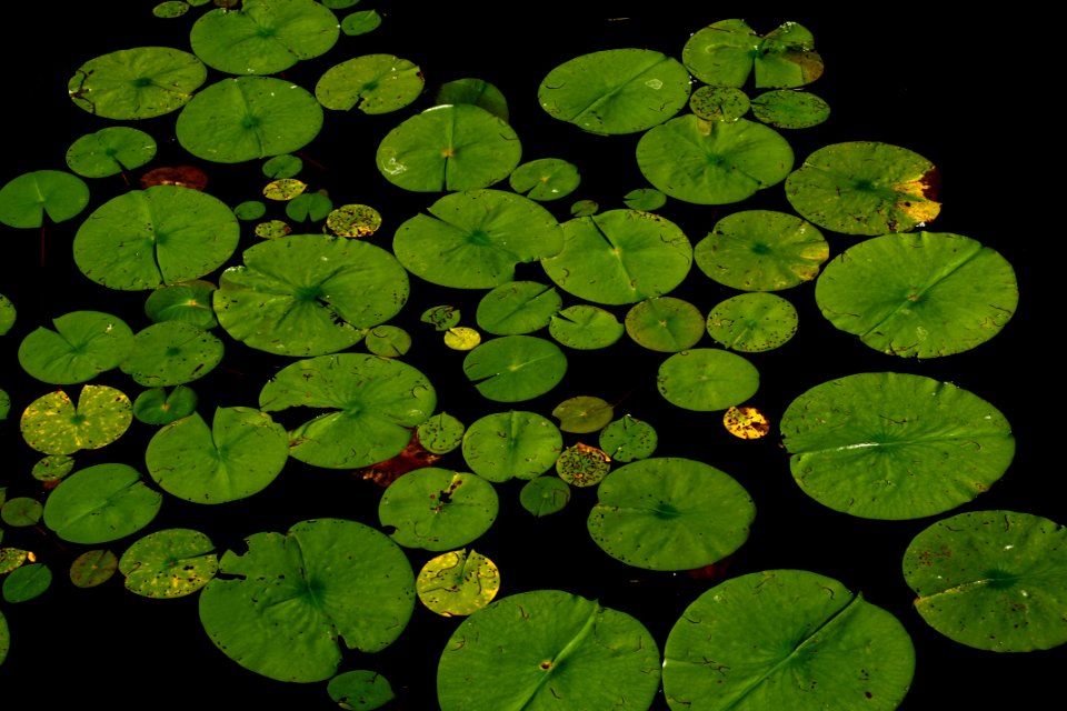 Green Water Plant Leaf