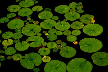 Green Water Plant Leaf photo