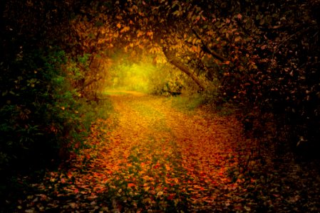 Autumn Forest photo