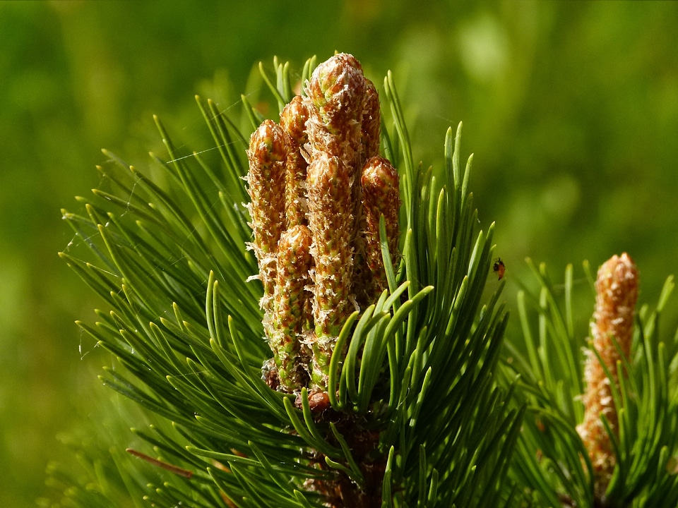 Scrub forest plant