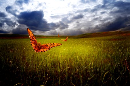The Sky And Butterflies
