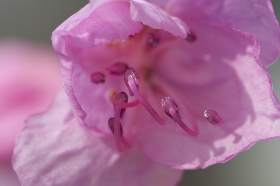 Blossom bloom petal