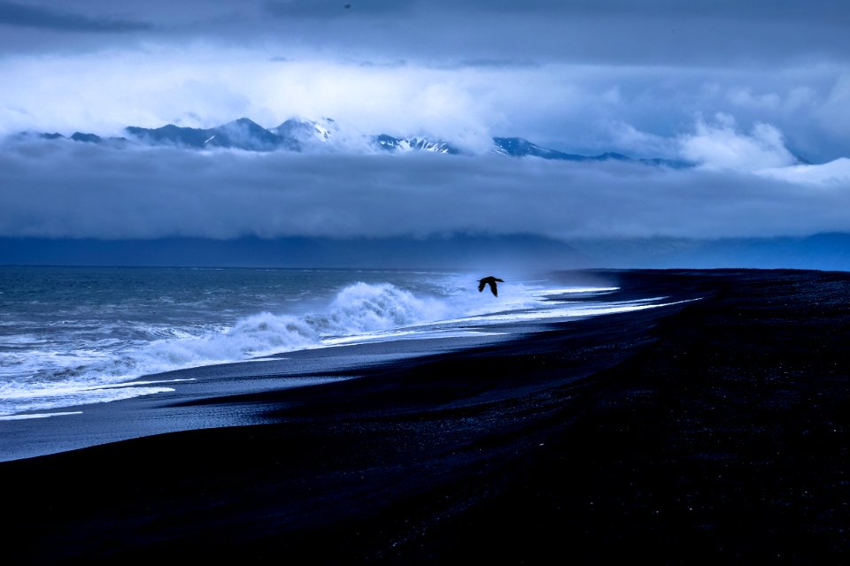 Bird Over Waves On Waterfront