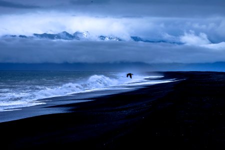 Bird Over Waves On Waterfront photo