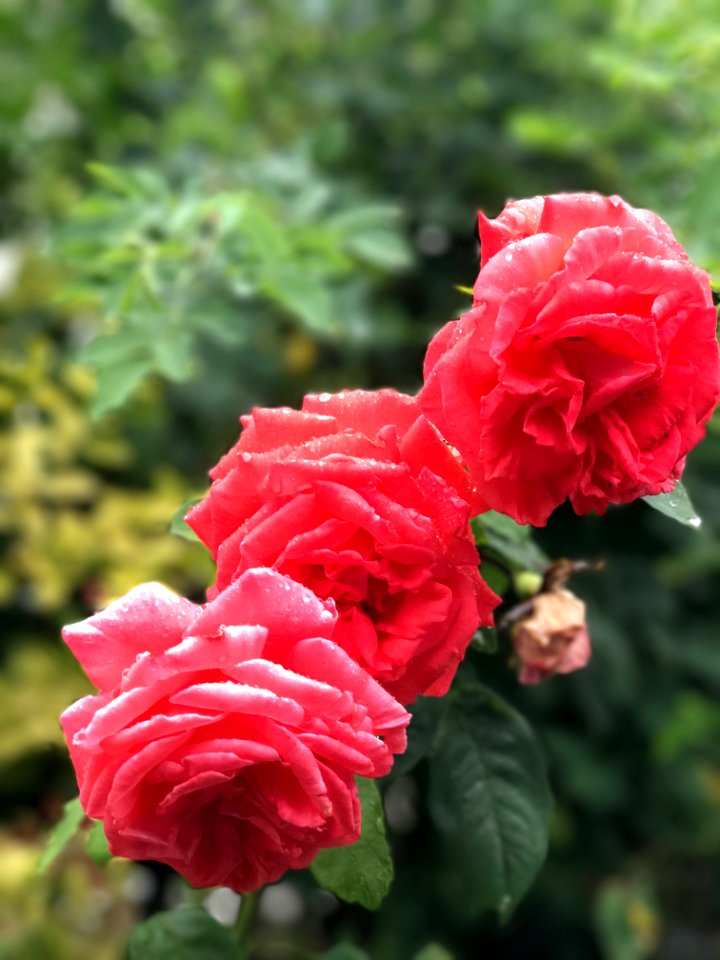 Rose Rose Family Flower Garden Roses