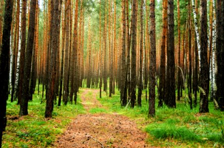 Forest Landscape photo