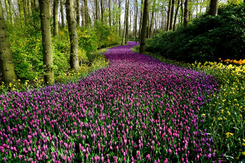 Wildflowers Blooming In Forest