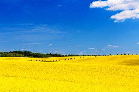 Yellow Field photo