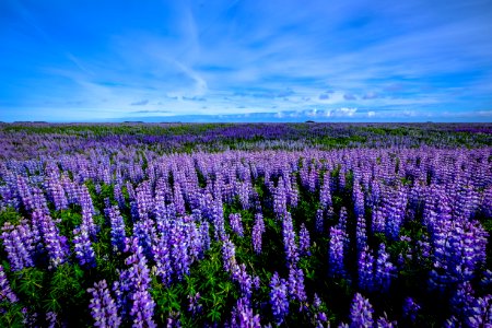 Lavender Lupine Field With Blue Skies photo