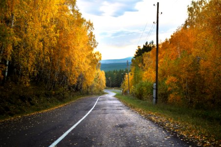 Autumn Landscape With Forest