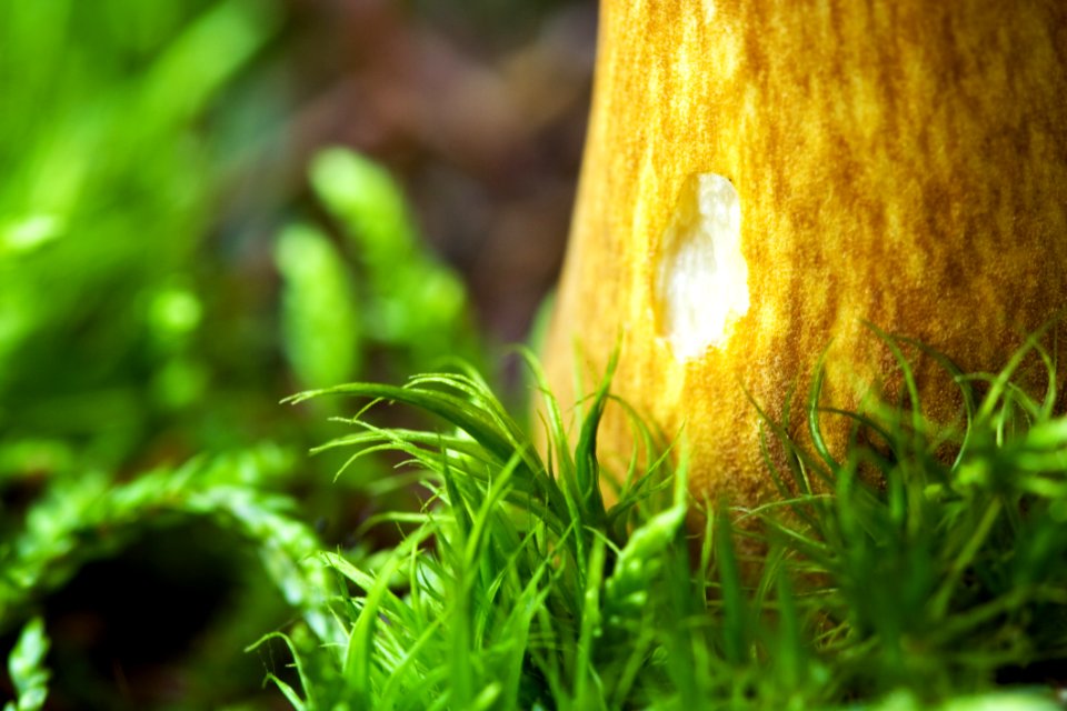 Close Up Mushroom