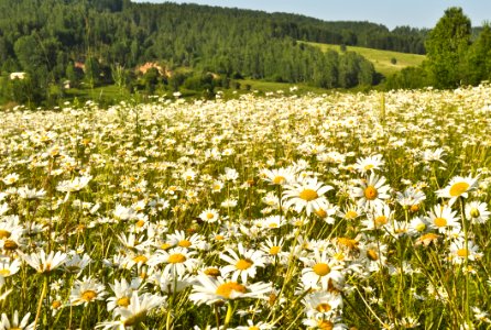 Field Of Daisies