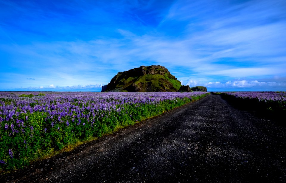Track Across Moorland Covered With Purple Heather