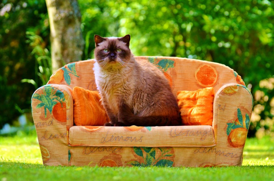 Himalayan Cat Sitting On Orange Sofa Chair During Daytime