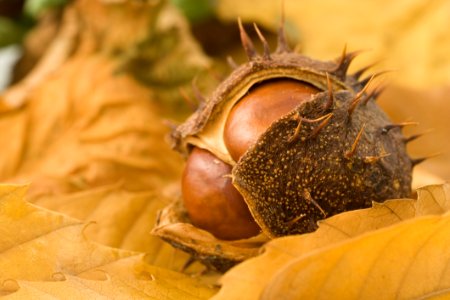 Conker photo