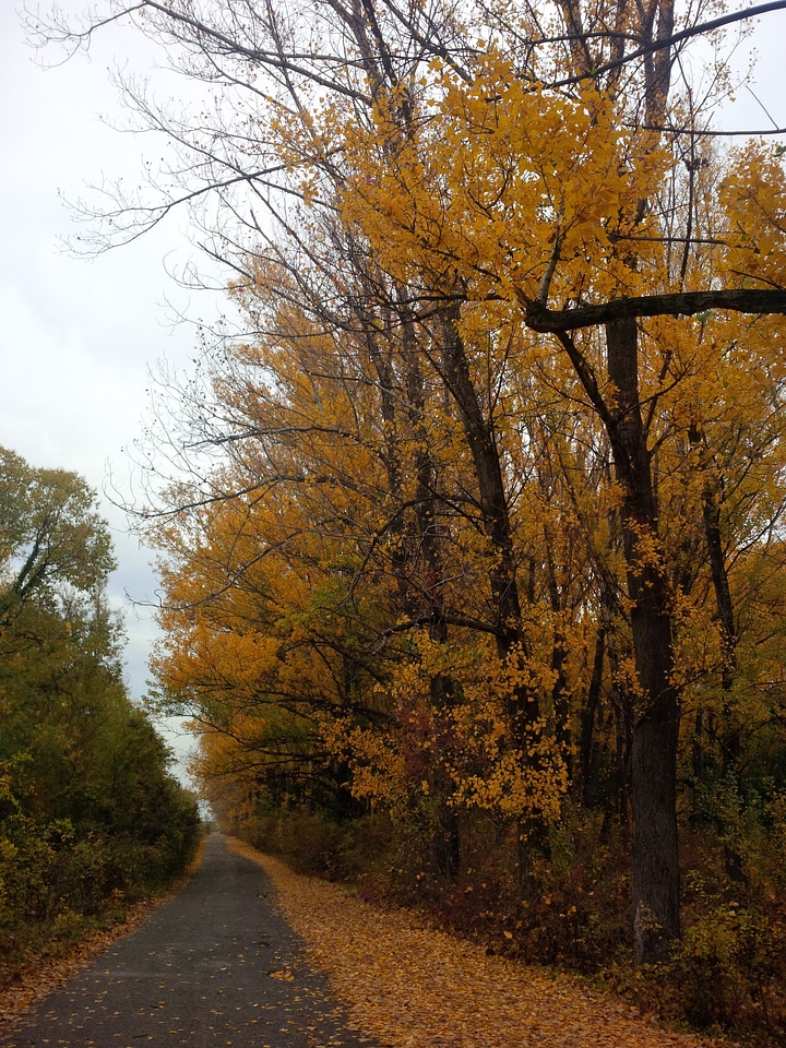 Pathway trees autumn