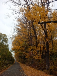 Pathway trees autumn photo