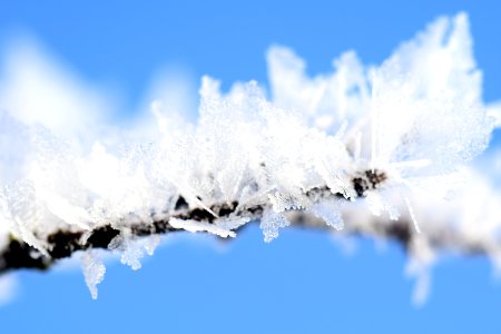 Close-up Of Frozen Tree Branch Against Blue Sky photo