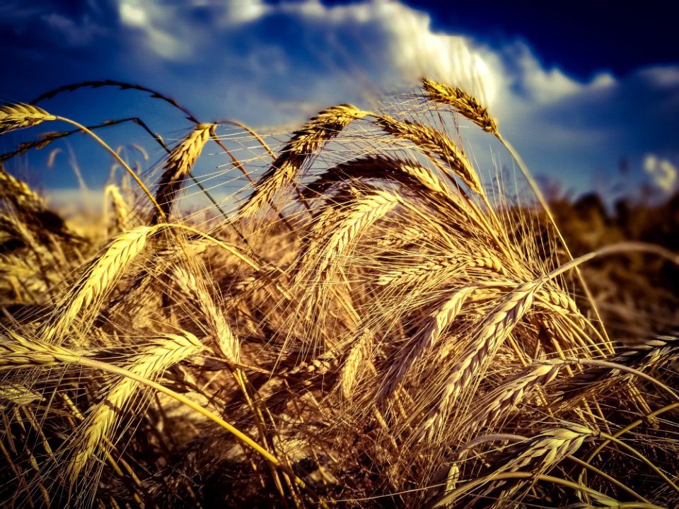 Ripe Wheat On Field