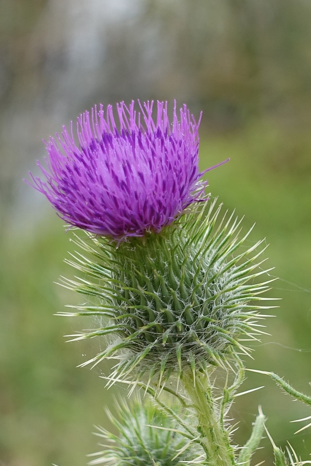 Scotch scottish weed