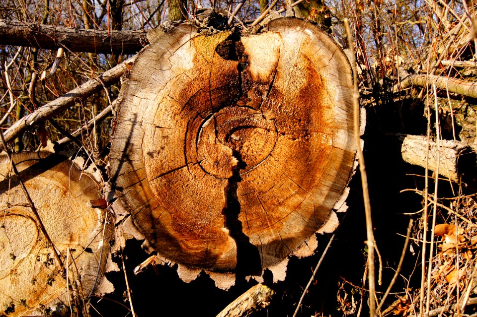 Medicinal Mushroom Wood Tree Fungus