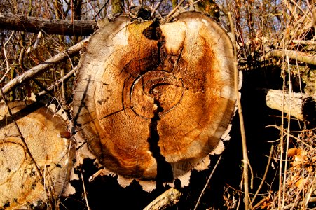 Medicinal Mushroom Wood Tree Fungus