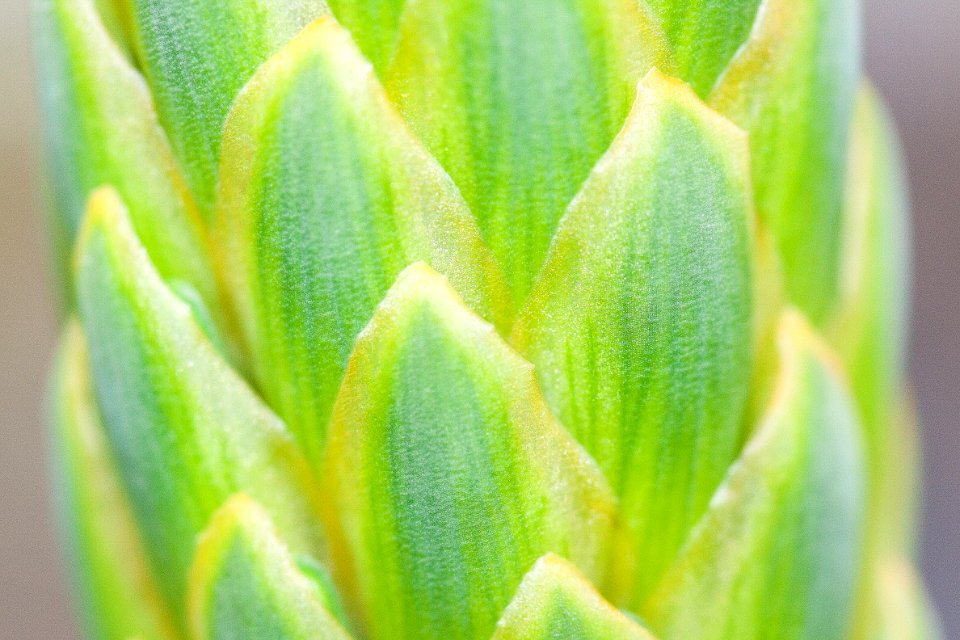 Bud Close Up Macro Photography Flora
