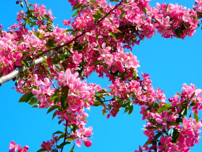 Blossom Pink Branch Spring photo