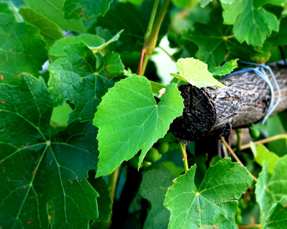 Grapevine Family Leaf Grape Leaves Plant photo