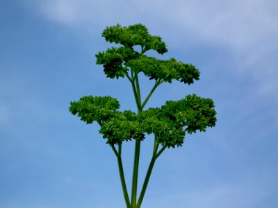 Plant Vegetation Apiales Sky