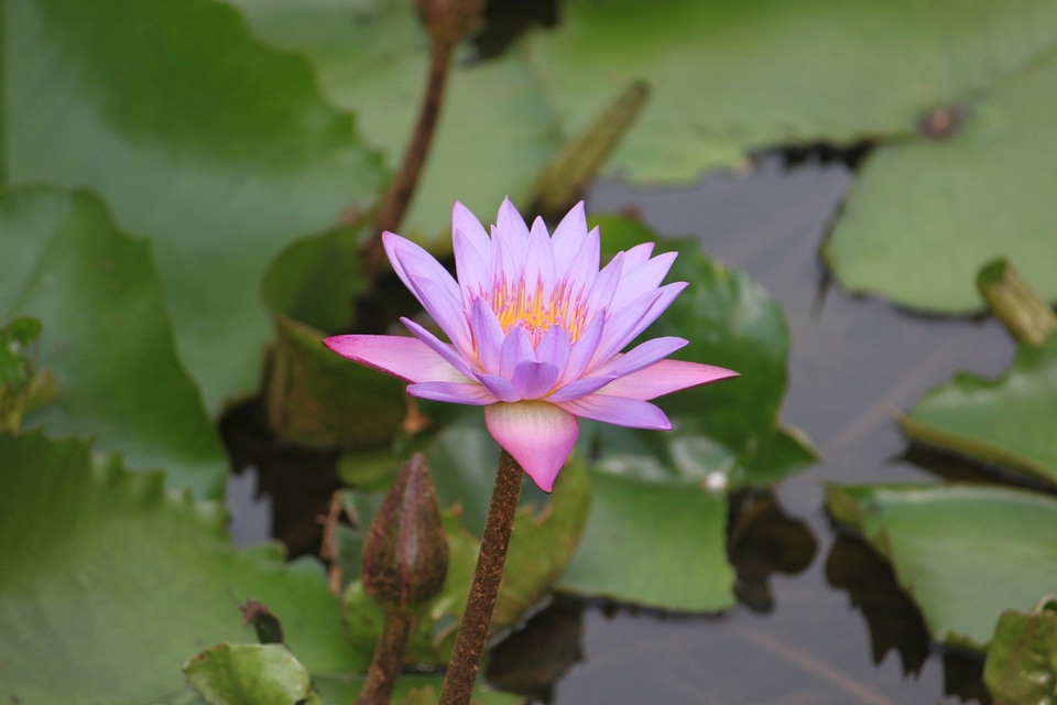 Petal bloom aquatic