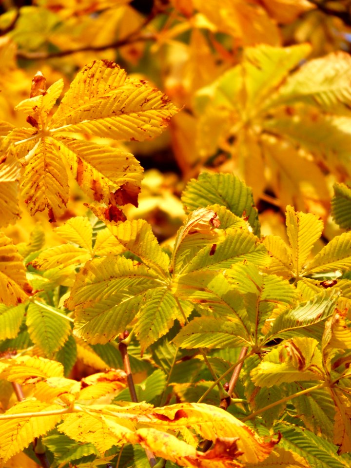 Leaf Autumn Vegetation Deciduous