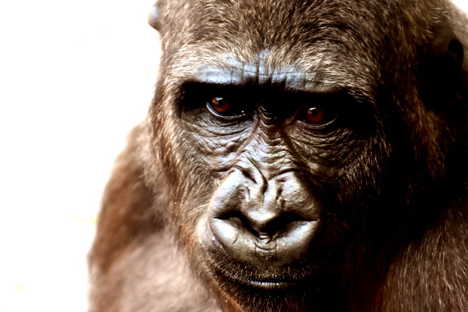 Great Ape Mammal Western Gorilla Fauna
