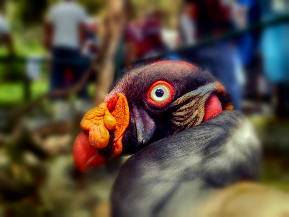 Beak Close Up Bird Organism