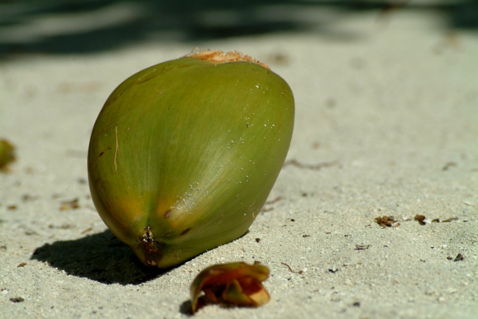 Organism Macro Photography Bud Plant