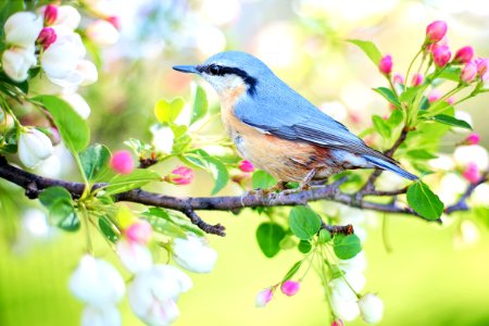 Bird Fauna Branch Beak