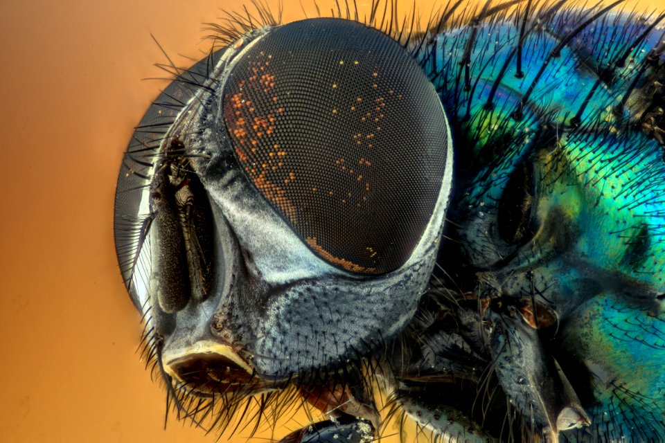 Invertebrate Fauna Close Up Insect