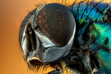 Invertebrate Fauna Close Up Insect