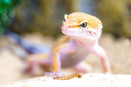 Reptile Lizard Gecko Scaled Reptile photo