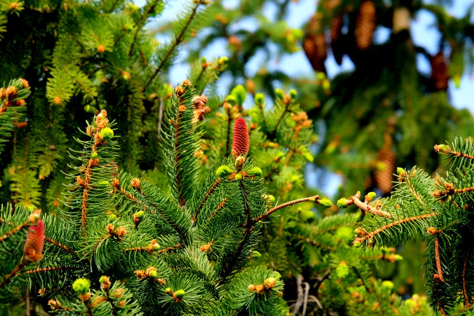 Vegetation Ecosystem Tree Spruce