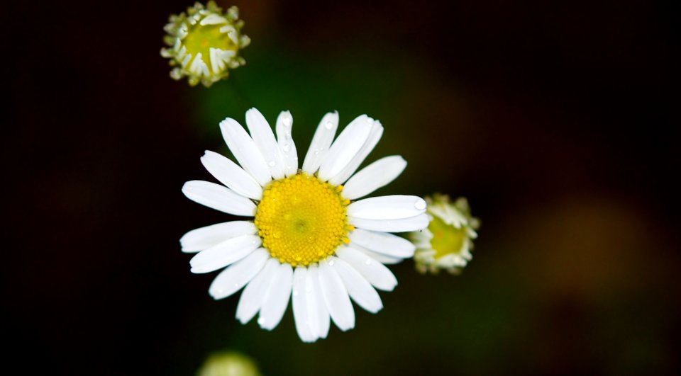 Flower Chamaemelum Nobile Oxeye Daisy Flora