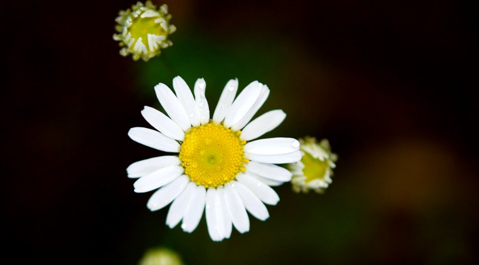 Flower Chamaemelum Nobile Oxeye Daisy Flora photo