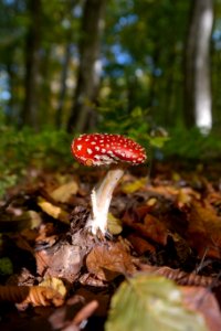 Fungus Mushroom Agaric Leaf photo