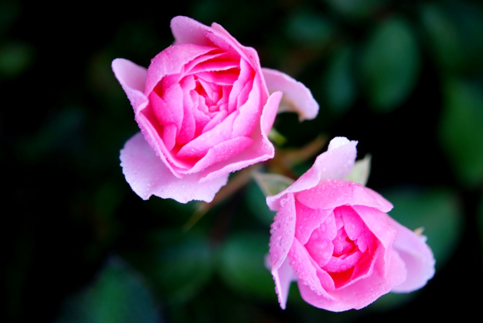 Flower Rose Rose Family Pink