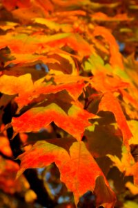 Leaf Autumn Maple Leaf Orange photo
