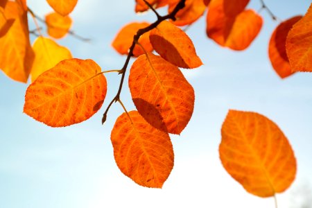 Leaf Autumn Deciduous Peruvian Groundcherry
