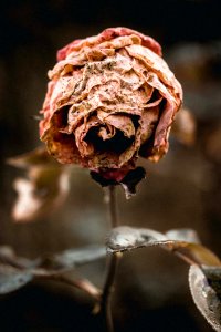 Brown Dried Rose Macro Photography photo